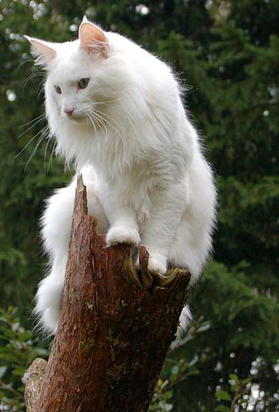Fenriz | norwegische Waldkatzen