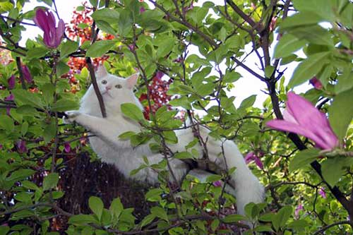 Stjernen's Fenriz | norwegische Waldkatzen