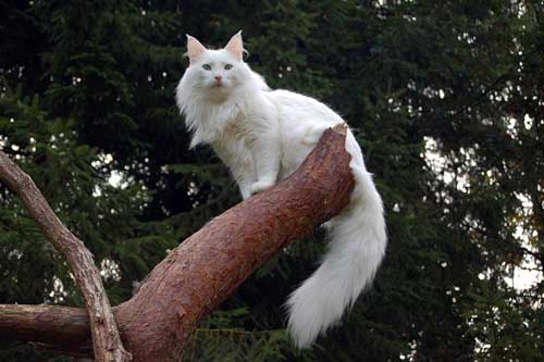 Stjernen's Fenriz | norwegische Waldkatzen